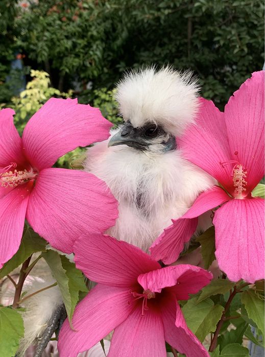 Китайская шелковая