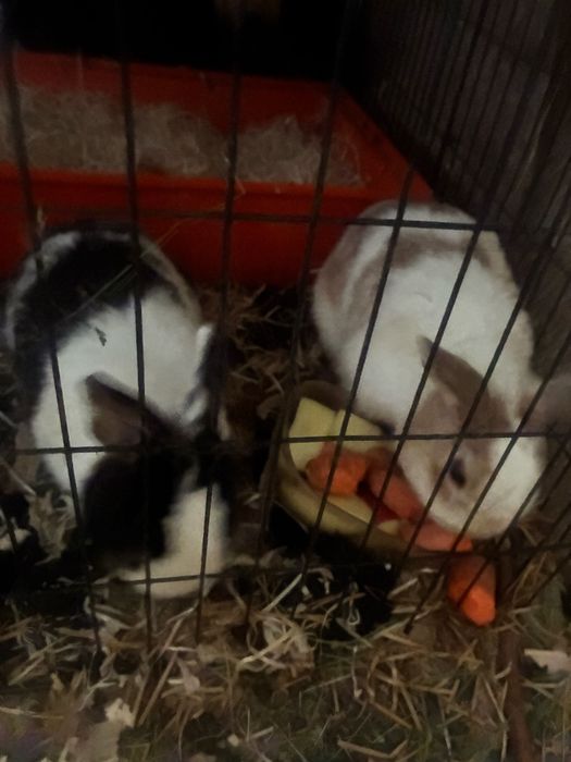 Oddam w dobre ręce 2 króliczki