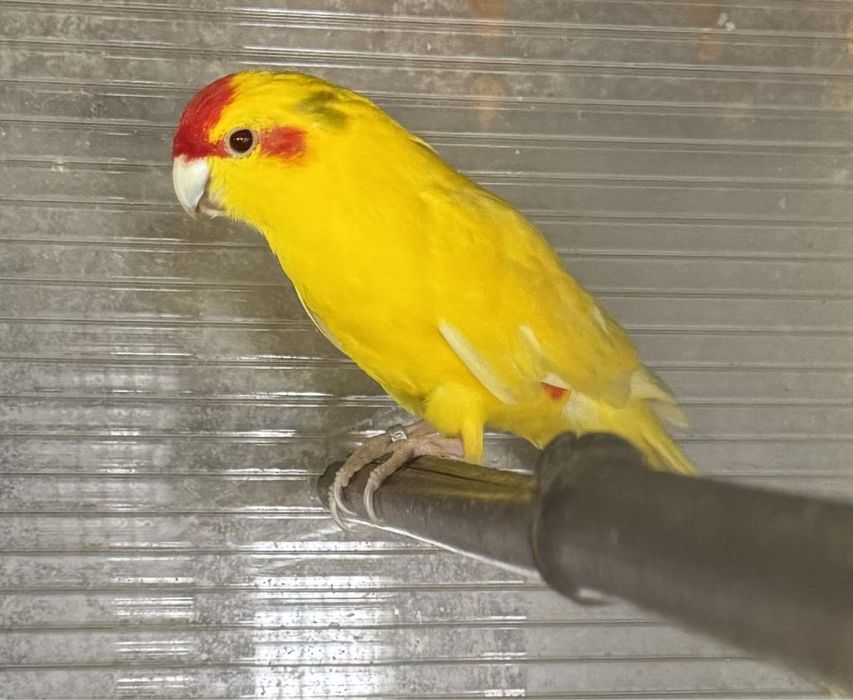 Kakariki macho 2020