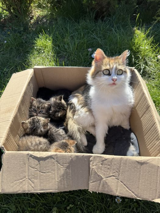 Віддам кошенят!!
