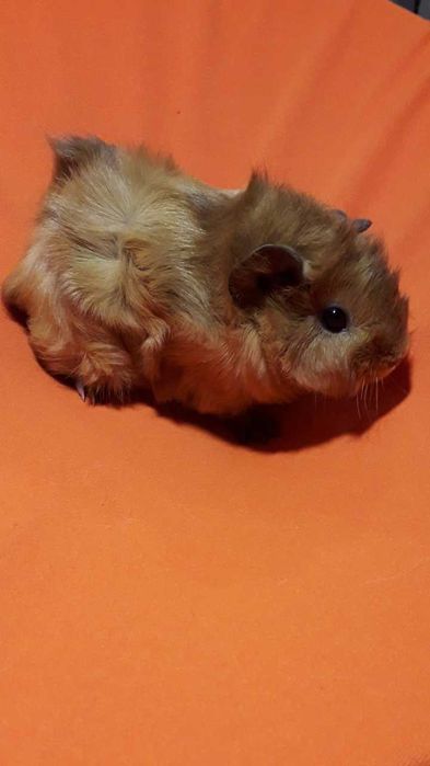 Морська свинка,  морські свинки.