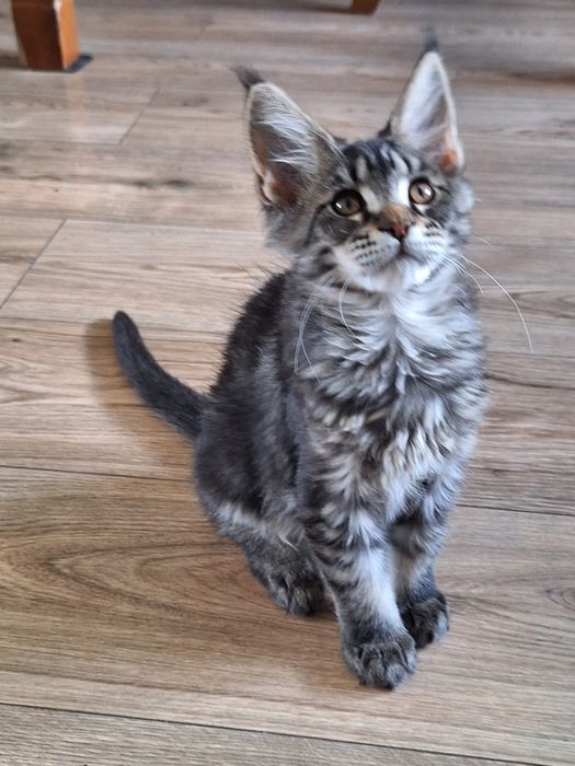 Czarna klasycznie pręgowana koteczka Mainecoon