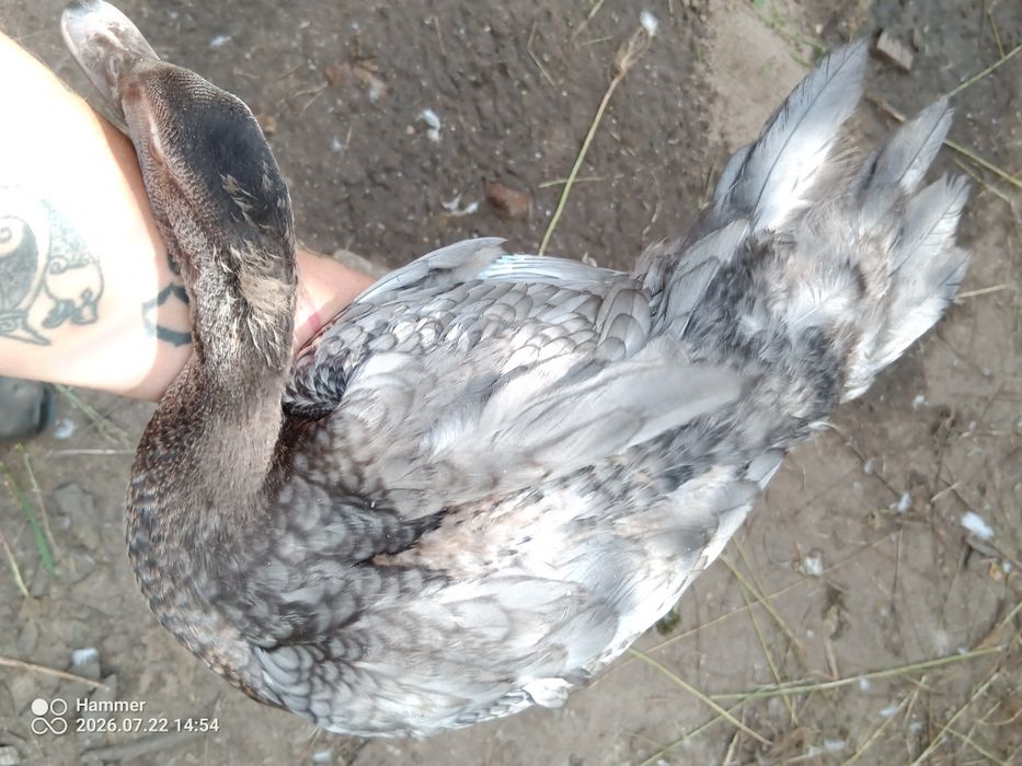 Biegusy/ call duck/ piżmówki
