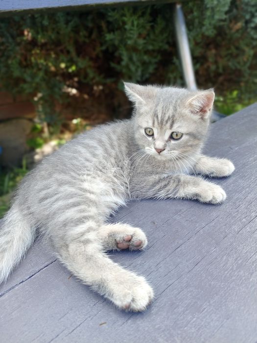 Кошеня шотландська вісловуха