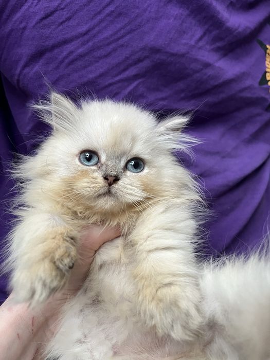 Kocur point zloty dlugowlosy odbior koniec luty