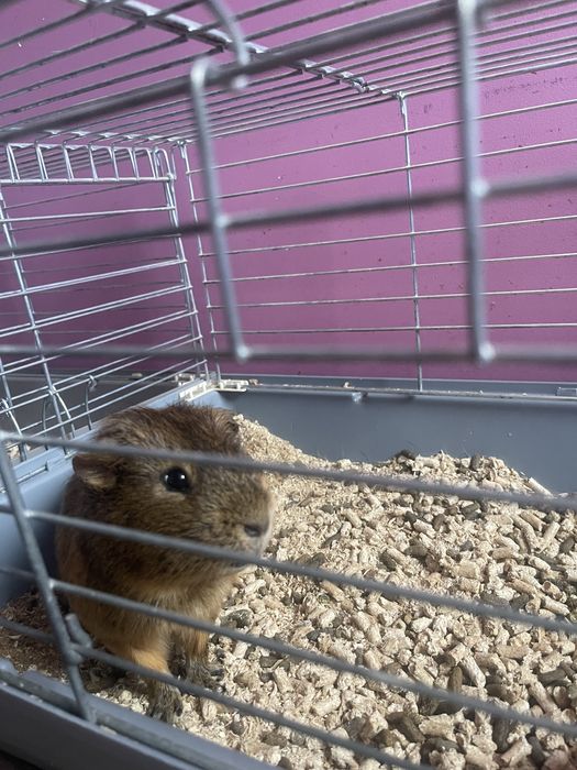 Swinka Morska 1,5 roku Cena z klatka