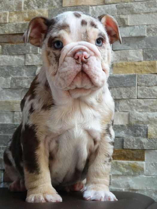 Suczka buldog angielski czekoladowa TRI merle
