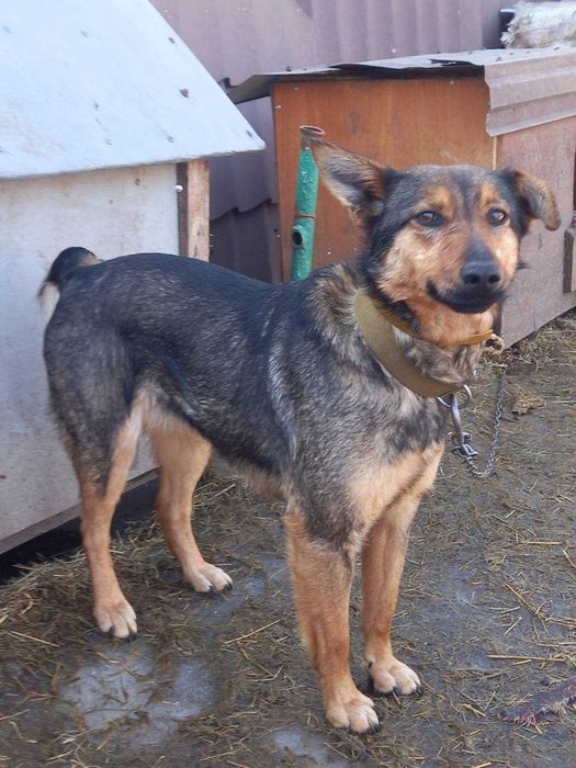 Молодая собака Катя около года стерилизована и привита