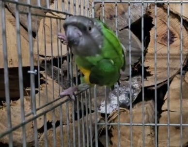 Fêmea adulta de papagaio do Senegal