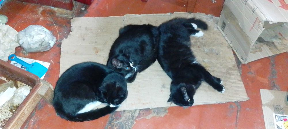 Коти в добрі руки