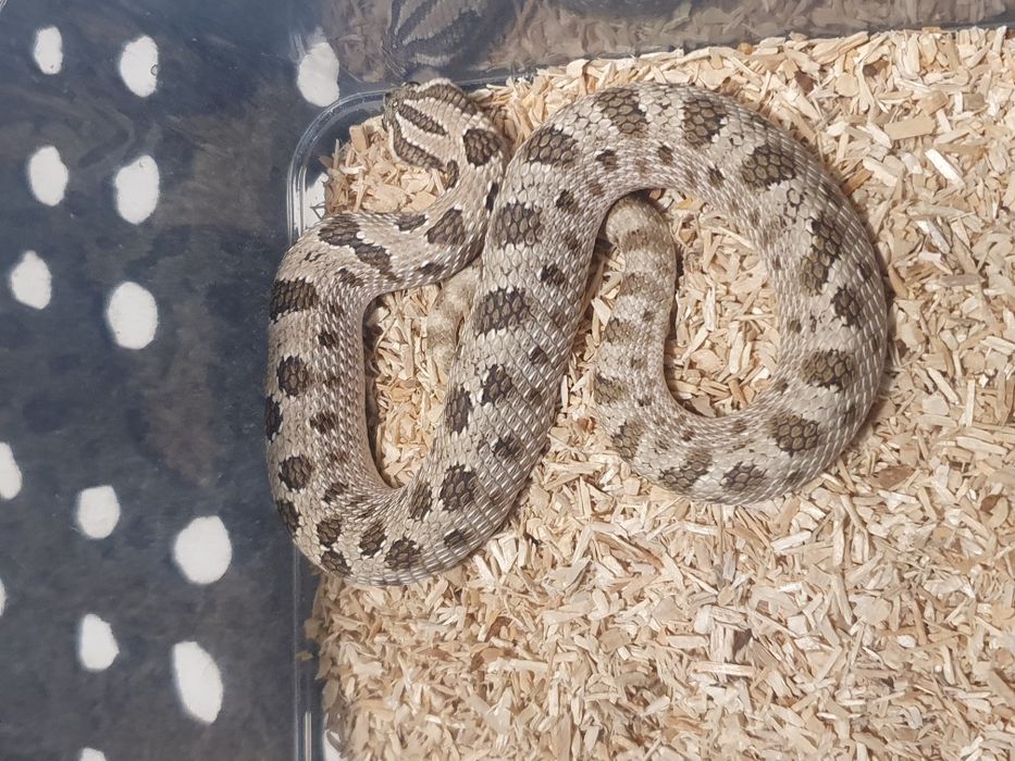 Heterodony zachodnie samczyki heterodon