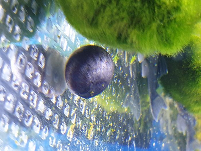 Ślimak Military Helmet czarny, Sklep AKWAREKS