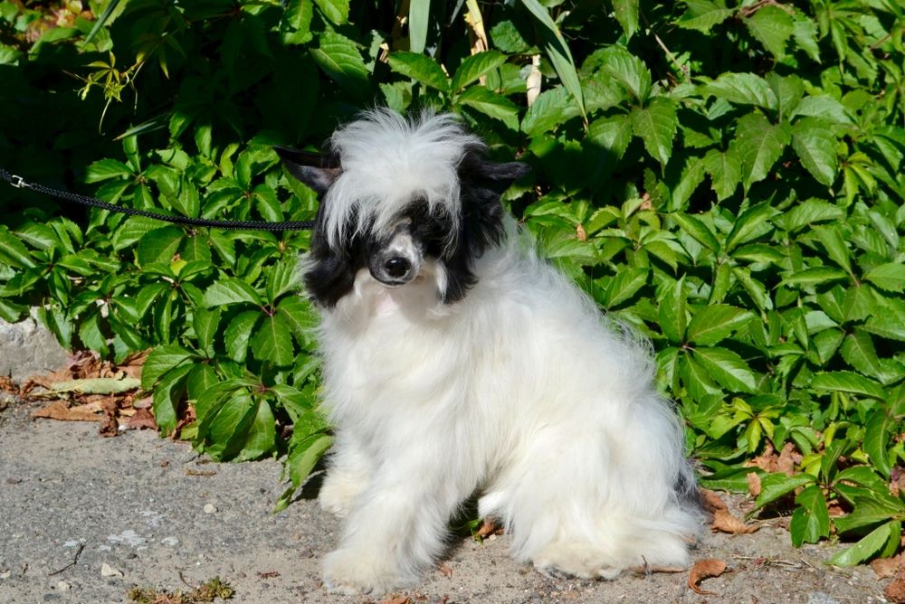 Дівчинка Китайська чубата собака