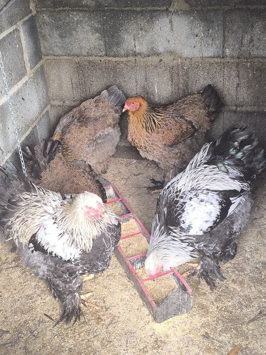 Brahmas 2 Galos Dark e 2 femias Perdiz