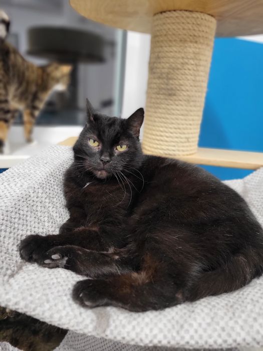 Piękna kotka Nyxia szuka domu