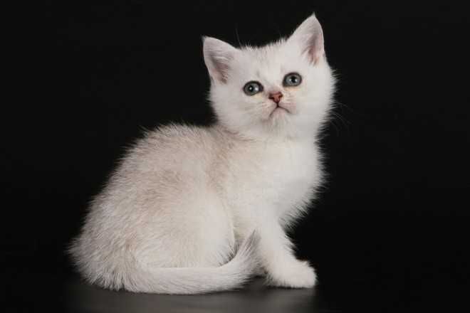 Кошенята, "шиншили", "чеширські коти" та інші