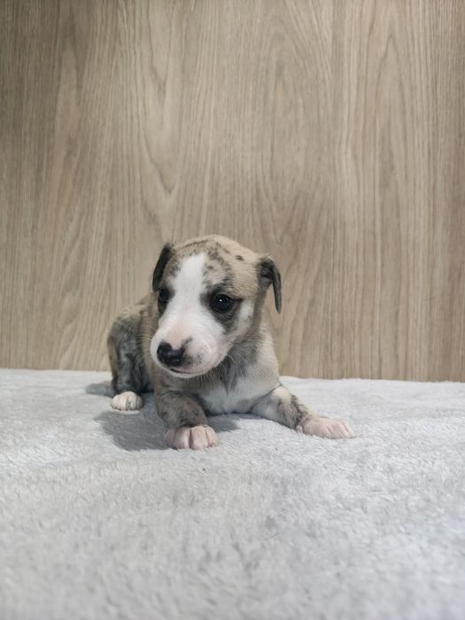 Chart Angielski WHIPPET