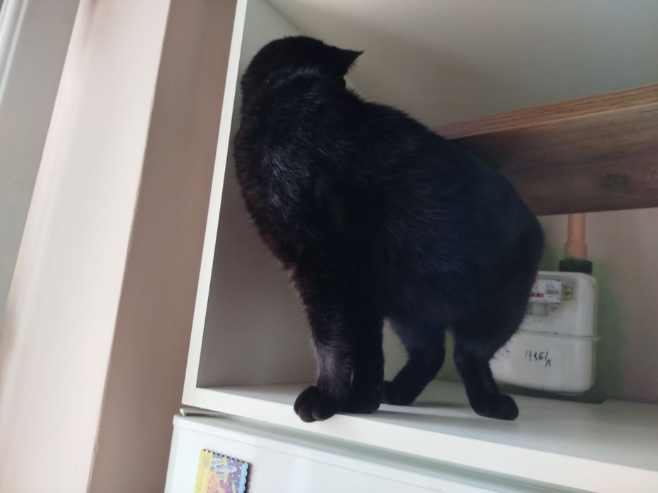 котик ,,валерик,,