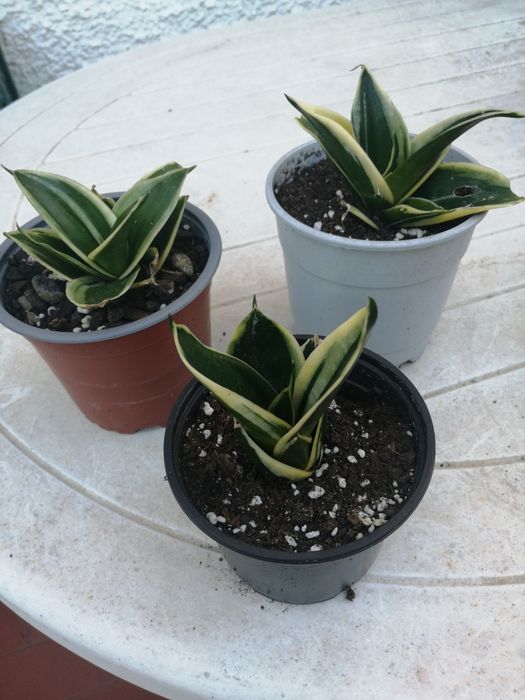 Sanseverias anãs.