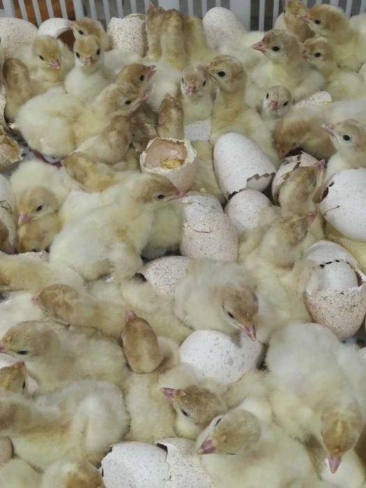 Добові індичата Біг-6.