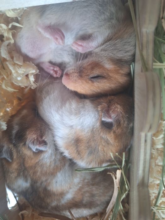 Chomiki Syryjskie Młode