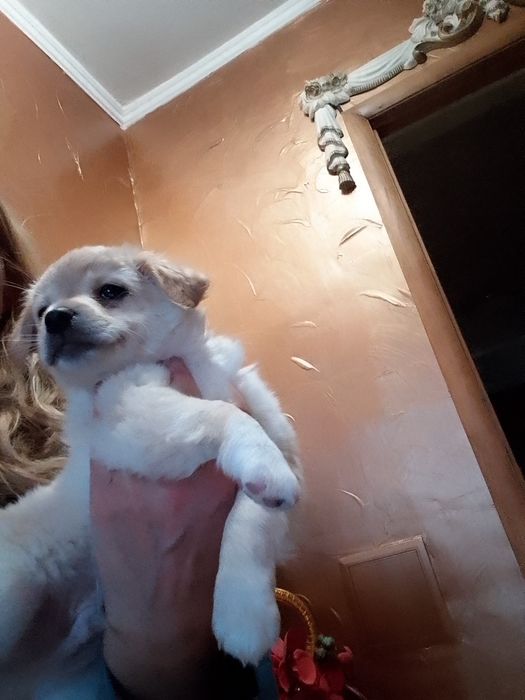 Цуцики чихуахуа 2місячні