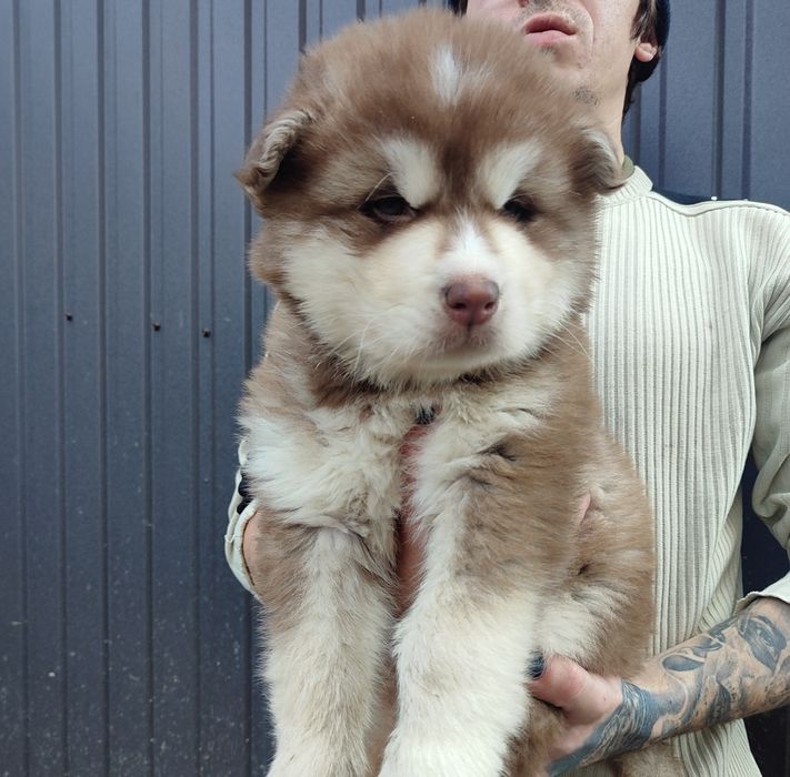 Пропонуємо ось таких цуценят