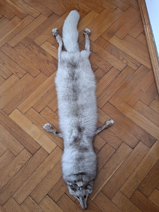 Ekskluzywny kołnierz szal z całego lisa polarnego (platynowego) – Vintage – 128 cm