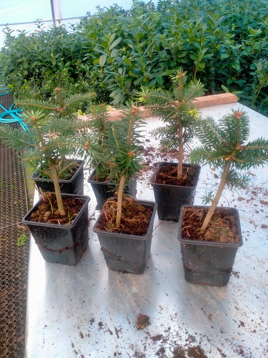 Jodła kaukaska WYSYŁKA 4-letnia Ambrolauri doniczka P9