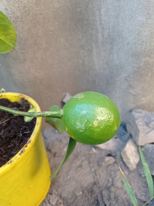 Цитрус лимон сорт Мейера  с плодом.