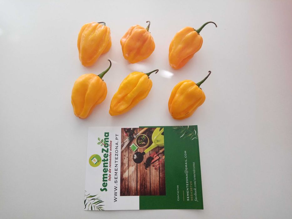 10 Sementes Pimenta Habanero Amarela (capsicum chinense)