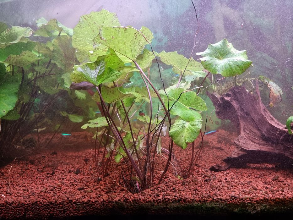 Lotos zielony,  sprzedam