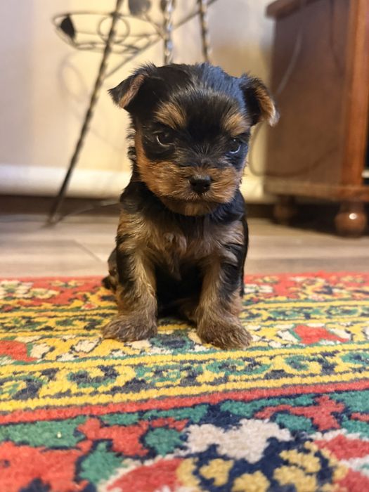 Йорк,Йоркширский терьер