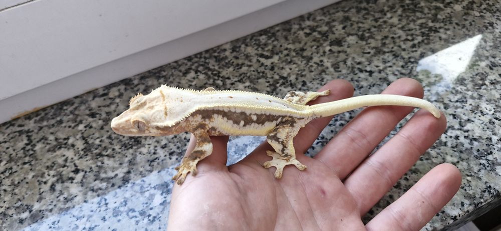 Gekony orzęsione (samice,samce)