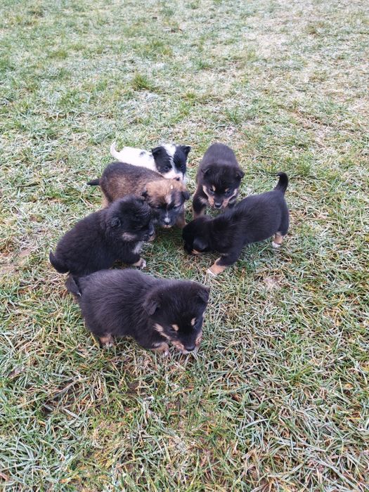 Oddam szczeniaki/pieski/Za darmo