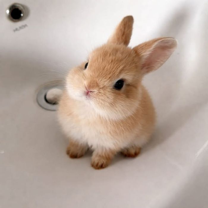 Декоративні кролики міні кролики міні декоративні кролики карликові мі