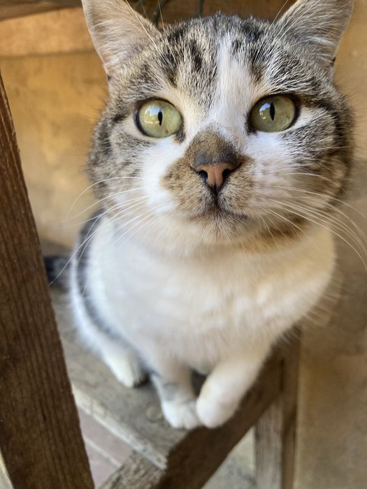 Coisinha Linda & Chancliche – preferencialmente adoção conjunta