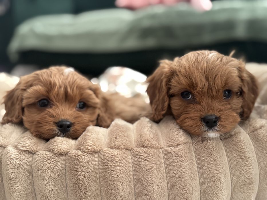 Cavapoo - piesek ;)