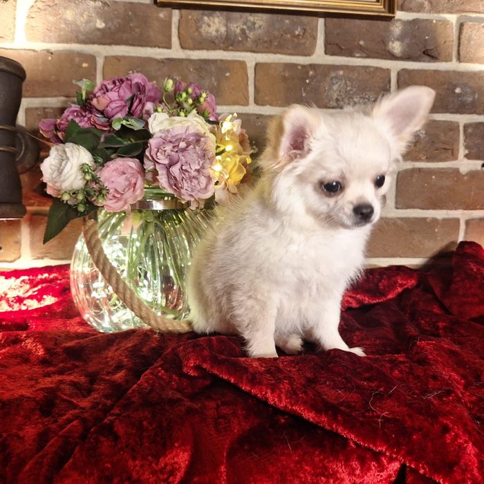 Chihuahua długowlosy samiec