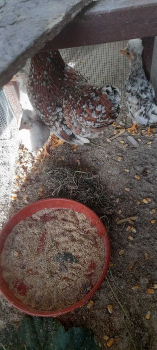 Garnizos adultos e novas