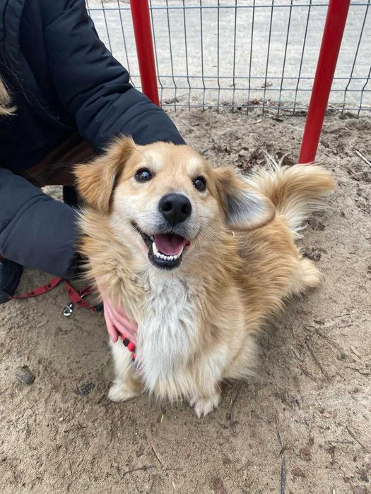 Boguś do adopcji pies Kalisz Wrocław Poznan Łodz