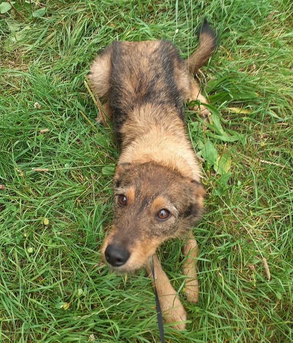 Urocza suczka do adopcji