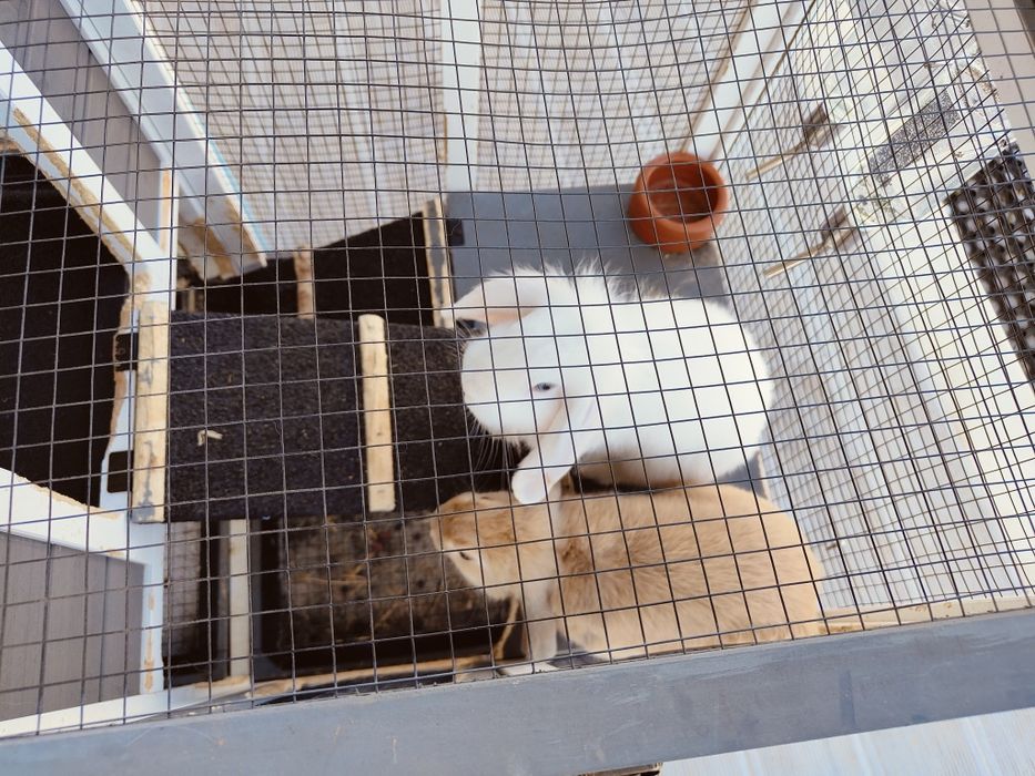 Coelhos belier orelhudos