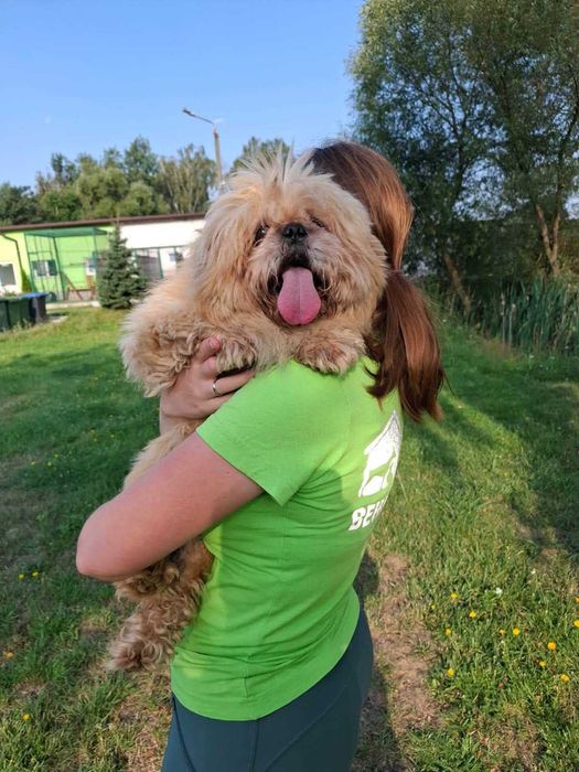 Piki ok 4 let piesek w typ pekińczyka do adopcji    Bełchatów