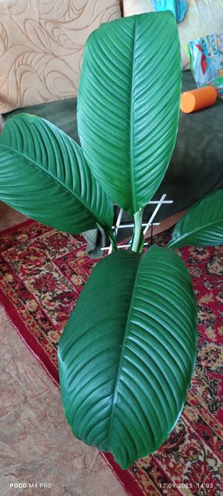 Спатифілум Сенсація