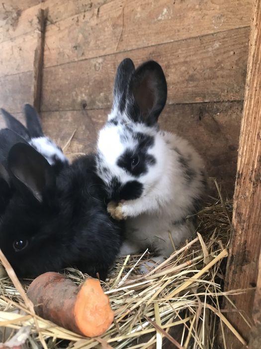 Króliczki mieszańce