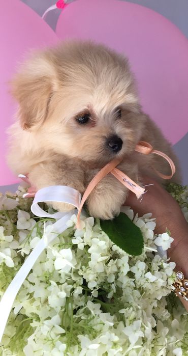 Помапу — Маленькі щастячка готові до переїзду