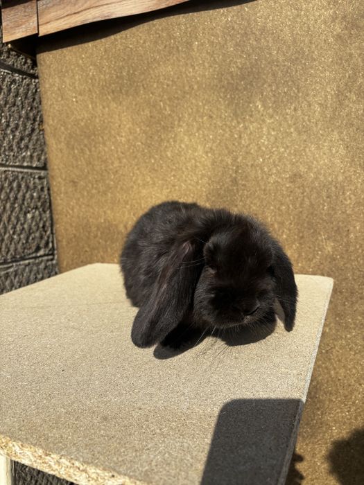 Baran francuski samczyk czarny