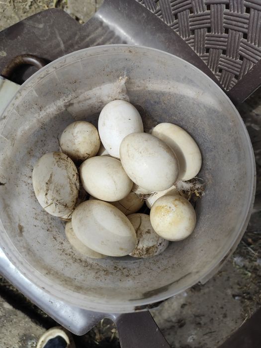 Мускусні каченята німецькі