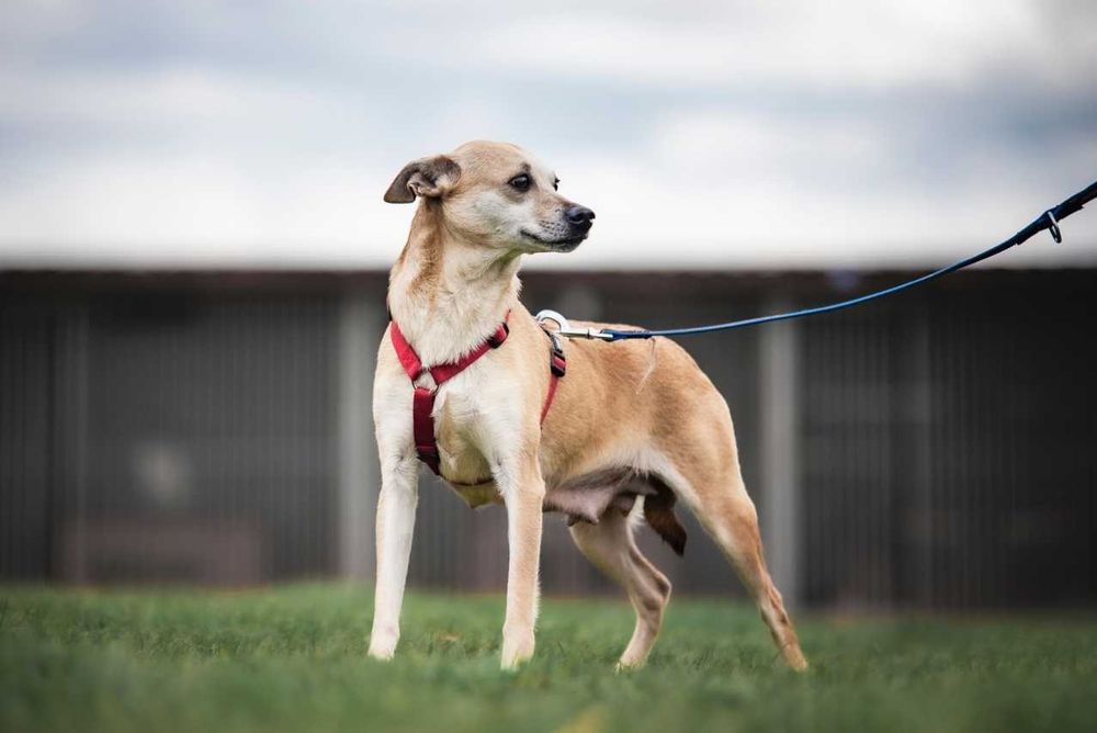 Drobniutka Nebula szuka domku